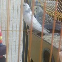 مرغ عشق ،جفت، با قفس