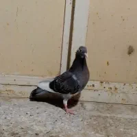 پلنگ‌معا‌وضه‌با‌مرغ‌عشق
