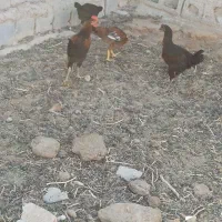 جوجه