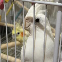 عروس هلندی جفت
