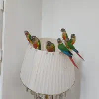 جوجه گرینچیک