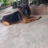 سگ  ژرمن