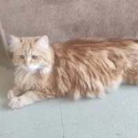 گربه باردار