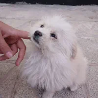 سگ بازیگوش|سگ|تربت جام, والفجر|دیوار