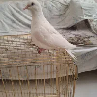 پرنده زینتی سالم و دستی