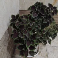 گلدان گل حسن یوسف