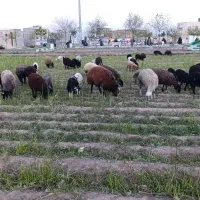 بره نر و ماده میش بزغاله بز