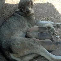 ماده عراقی شکم طلا دهن پاک