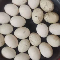 تخم اردک روسی یا اسرائیلی اصل