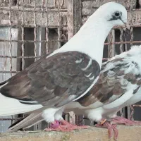 کبوتر  هوایی