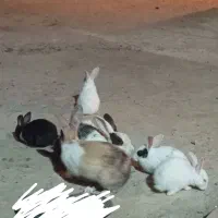خرگوش
