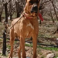 سگ نگهبان جهت واگذاری به شرت تست