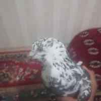 کبوتر چیل