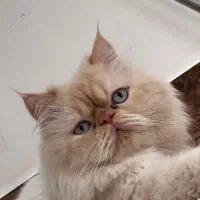 گربه پرشین گارفیدی فلت نر