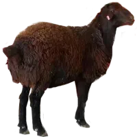 بره 23کیلویی