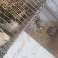 سوسنگرد