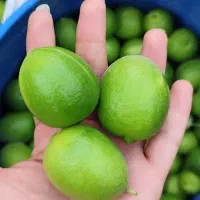 لیمو آبدار و تازه
