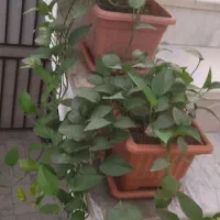 گل های آپارتمانی پوتوس