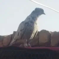 نرماده سور