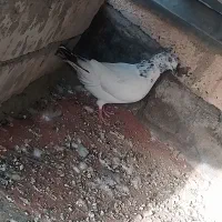 دوتا کفترماده