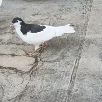 پکنیک گاز طرح ک ف ت ر