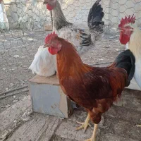 مرغ و خروس گلپایگانی