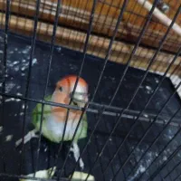 طوطی برزیلی