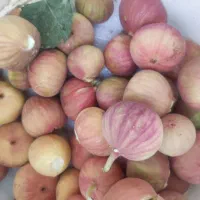انجیر درشت و تمیز