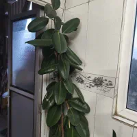 گل خونگی طبیعی فیکوس