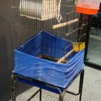 جفت عروس هلندی مولد با قفس و لوازم