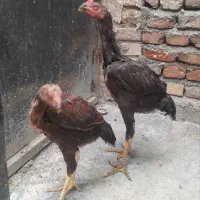 فروش جوجه خروس لاری
