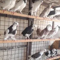 کبوتر جوجه قلم بالای ۵ساعت