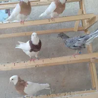 کبوتر کفتر طوقی زرد سرخ مایدم