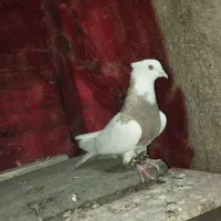 کبوتر