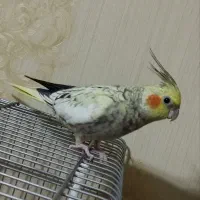 عروس هلندی