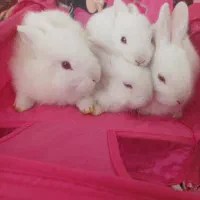 بچه خرگوش
