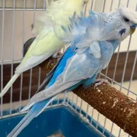 مرغ عشق پروانه ای