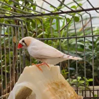 فنچ سرحال جوان خانگی