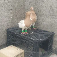 کفتر|پرنده|مشهد, راهنمایی|دیوار