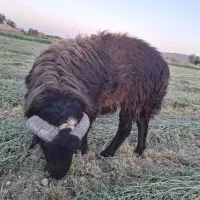 بره قوچ