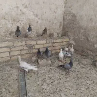 ۱۶ عدد سار و سبز آلمانی