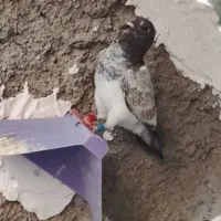 کود کفتر تمیز