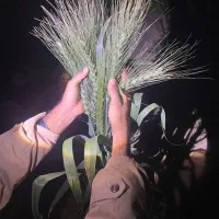 گندم اروپا