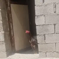 خروس  لاری 8ماهه اصل
