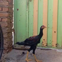 جوجه‌لاری‌فروشه‌فوری