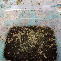 حلزون  آلبینو