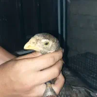 جوجه لاری