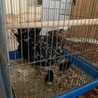 مرغ گلین لری با جوجه