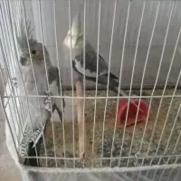 یک جفت عروس هلندی نر و ماده سیامون با قفسه