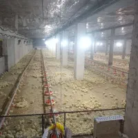 کارگر مرغداری گوشتی